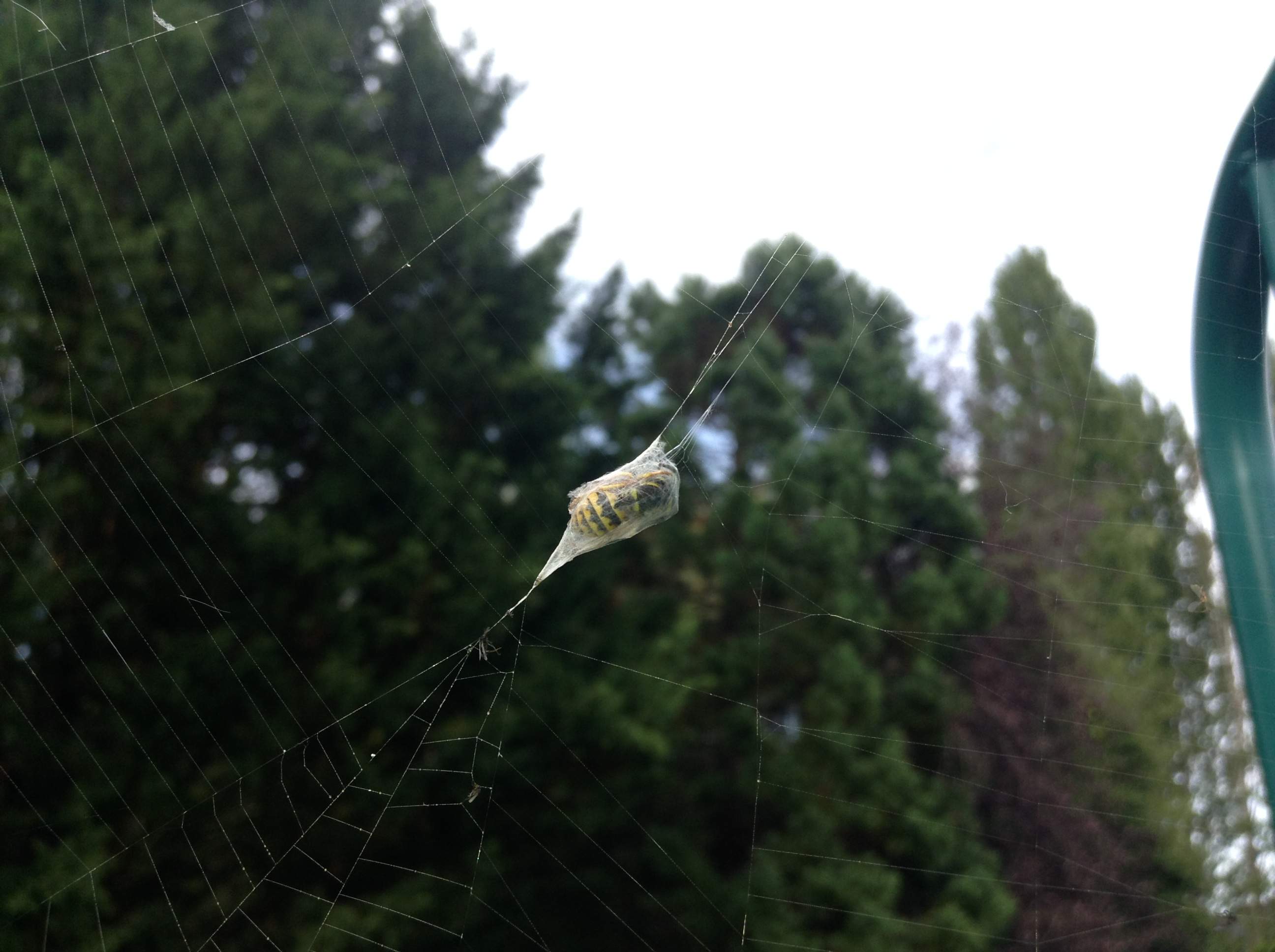 Yellowjacket In Web.JPG