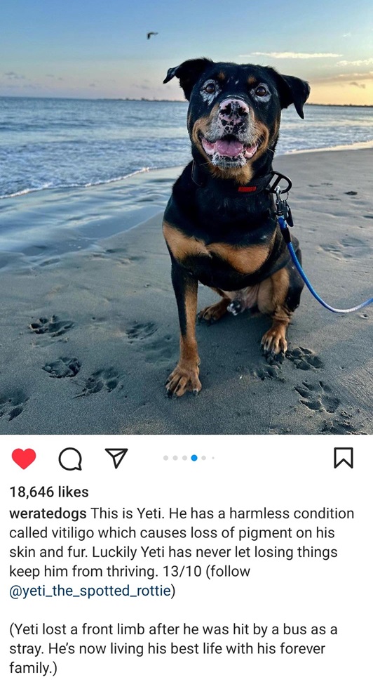 yeti dog.jpg