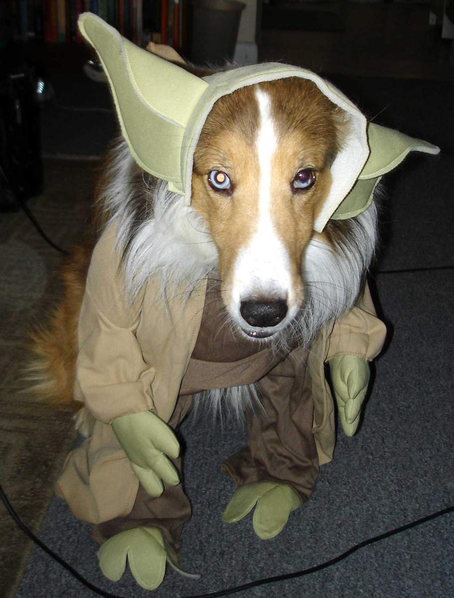 Yoda-Dog.jpg