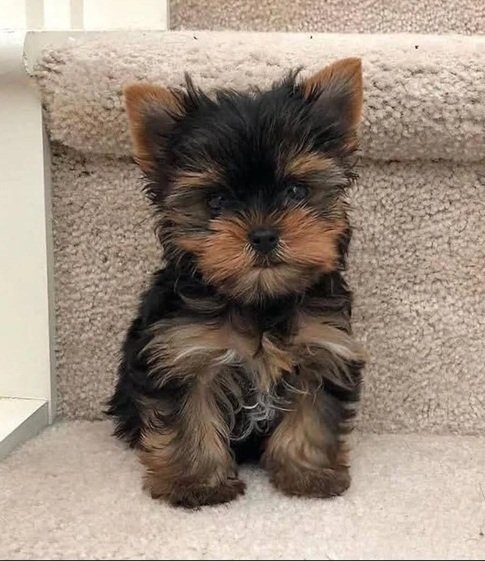 yorkie.jpg