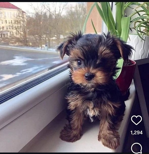 yorkie pup.jpg