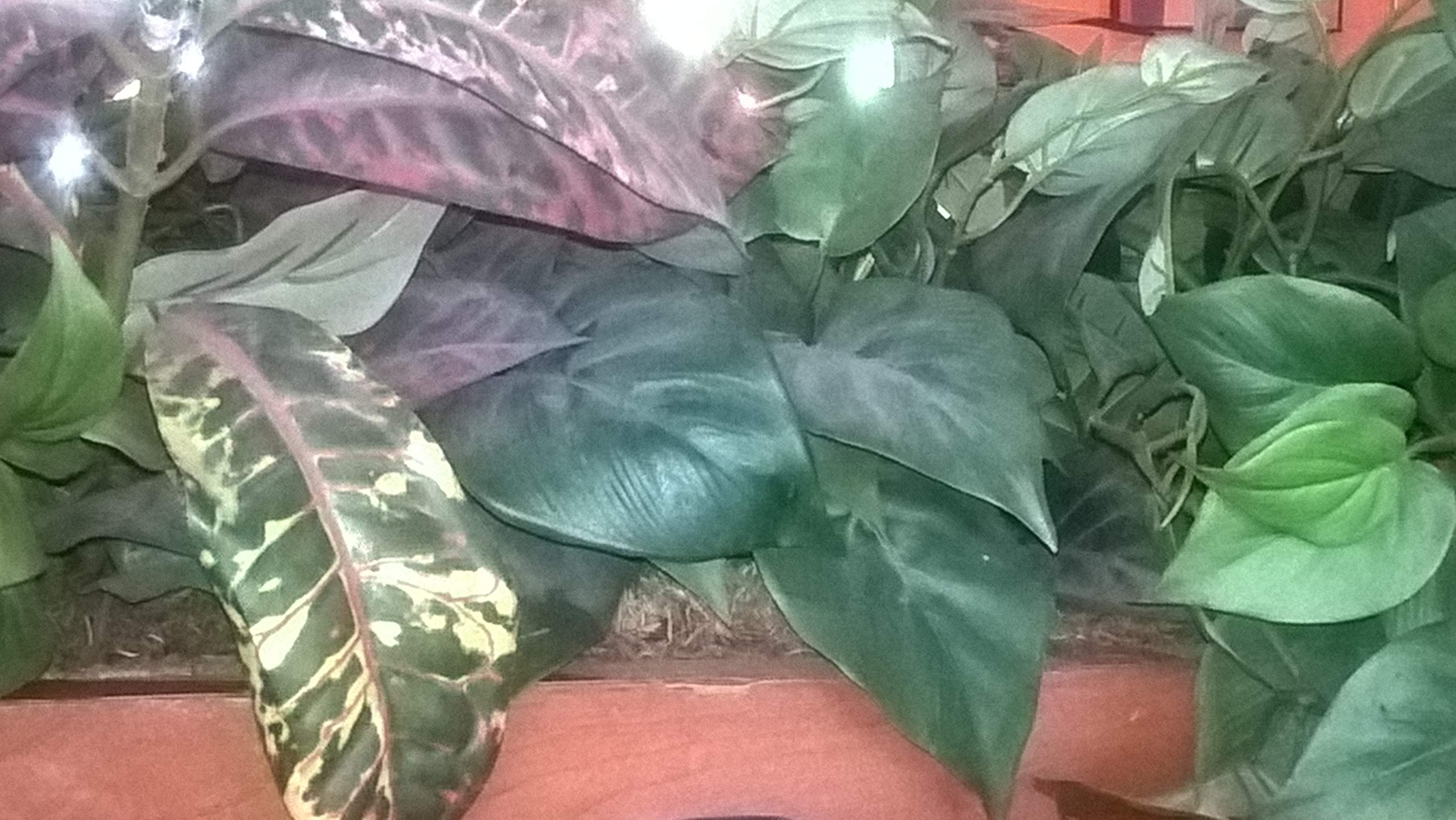 Z-WP_20170617_16_55_44_Pro.jpg