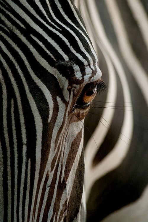 zebra-4.jpg