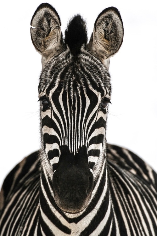 zebra-9.jpg
