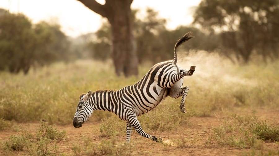 Zebra fart.jpg