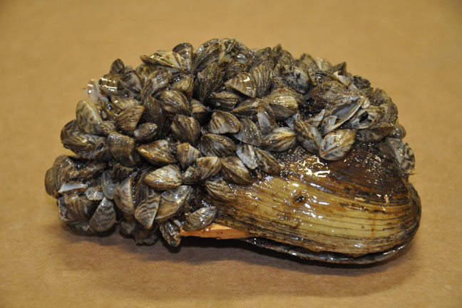 zebra-mussels.jpg