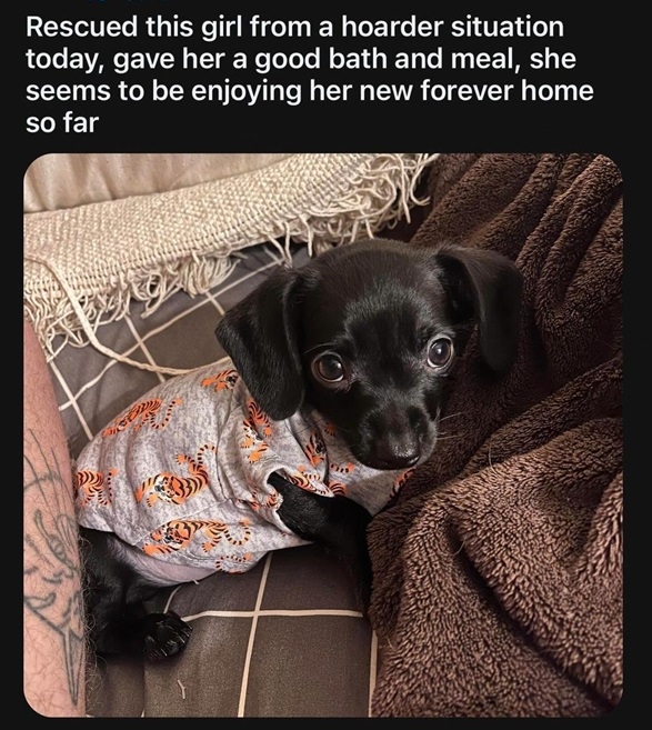 zelda dog.jpg