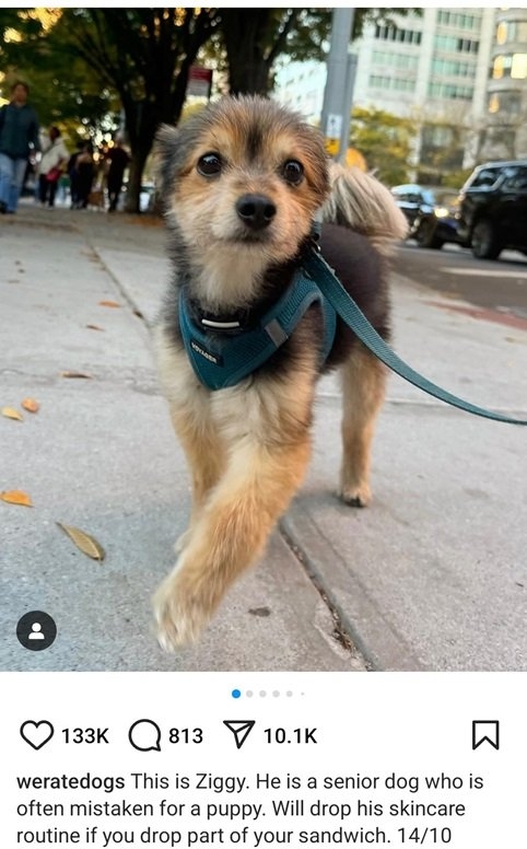 ziggy dog.jpg