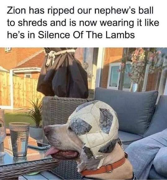 zion dog.jpg