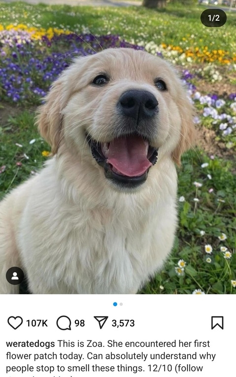 zoa dog.jpg