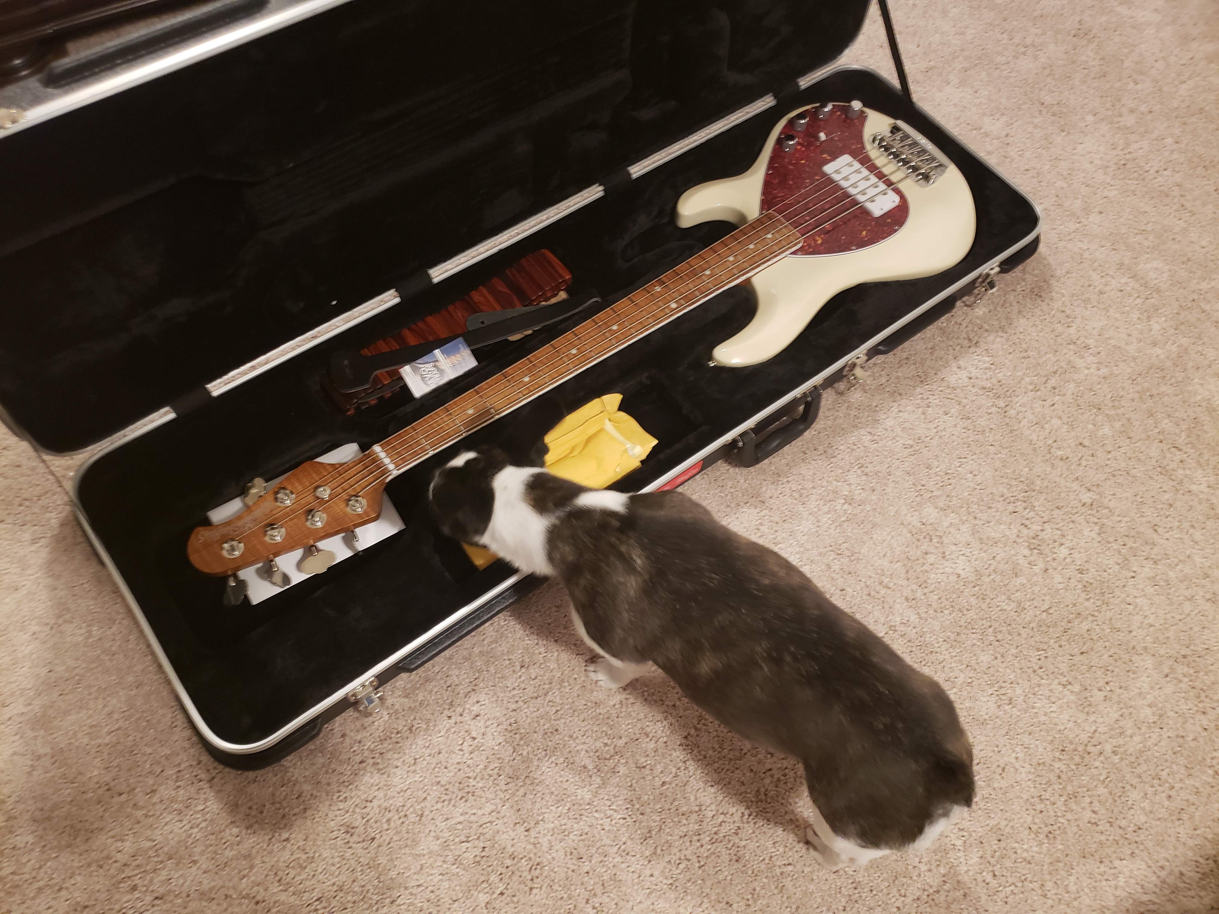 Zoey_SR5.jpg