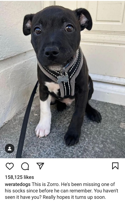 zorro dog.jpg