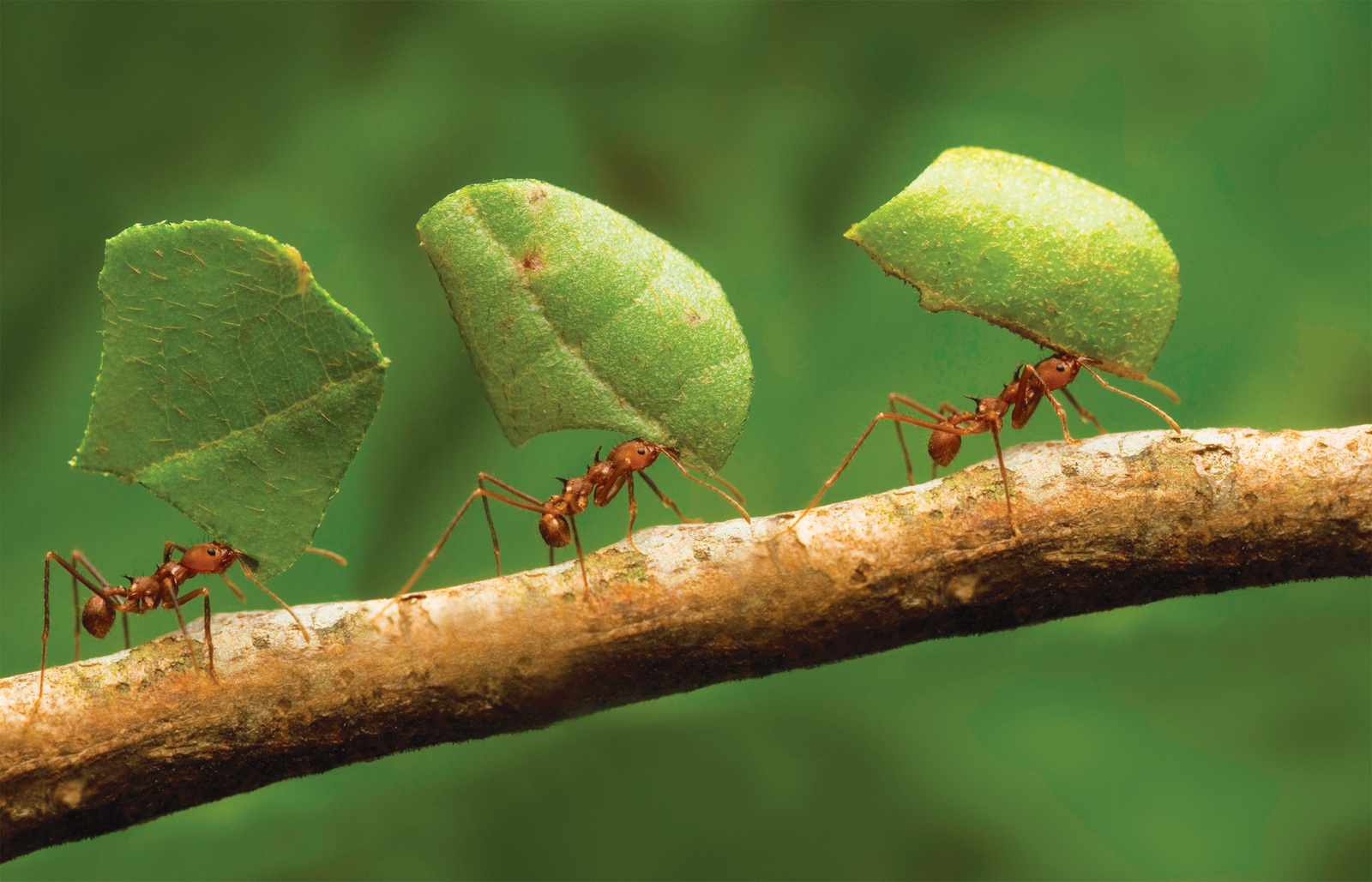 zt-ants-ifc_01.jpg