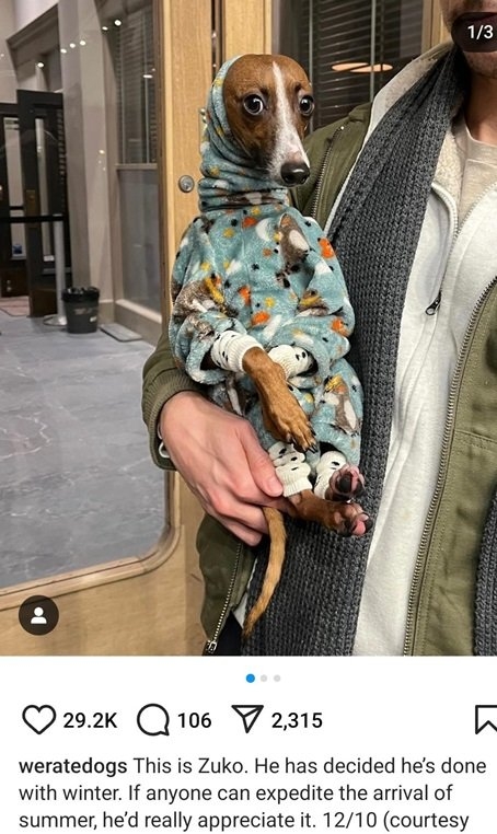 zuko dog.jpg