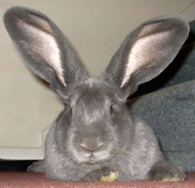 big+ears.jpg
