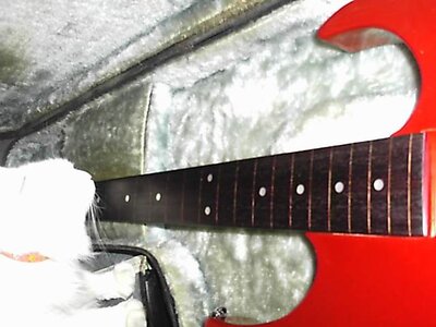 ibanez fretless 005.jpg