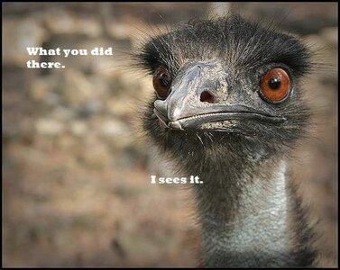 whatyoudid.jpg