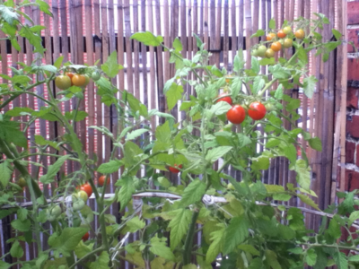 image-2301028090.png
