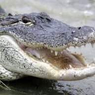 Swampmuzik