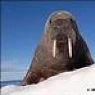 TheWalrus