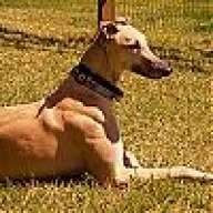 srptopdog