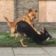 GreenAlsatian