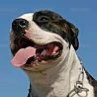 Bassdog32