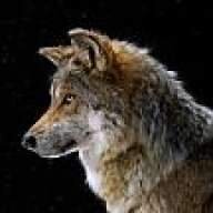 wolffman