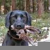 dog1
