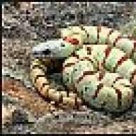 Aspidites