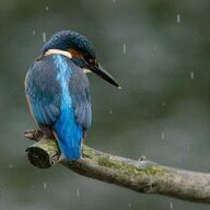 Rainbird