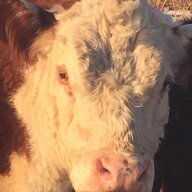 Cattle Baron