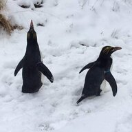 Fenderpenguin