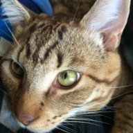 Honkycat