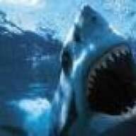 SharkB8