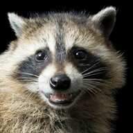 Raccoon Jack