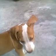shevydann