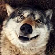 Thunderwolf