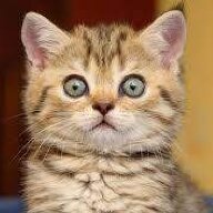 CatiousCur