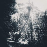 FallofBecause