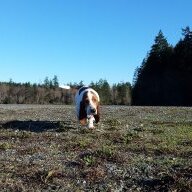 Earl Basset