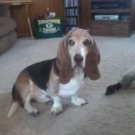 gbbassethound