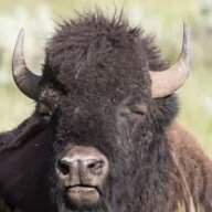 BattleBison