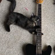 Slappinthecatgut