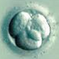 frozen embryo