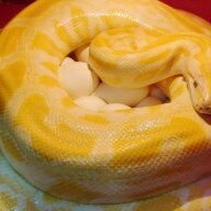 Serpenti
