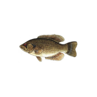 AddBass