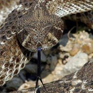 CrotalusAtrox