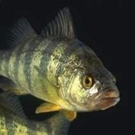 perch