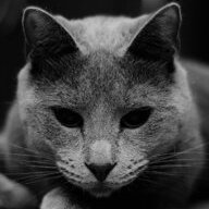 fasterpussycat